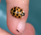 Ladybugs – Small Insect, Big Impact