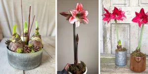 Amaryllis Care Guide