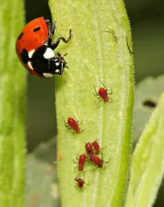Ladybugs for Your Garden