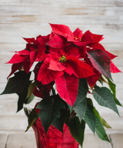 Poinsettia Care Guide