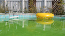 How to Identify and Treat Mustard Algae in Your Pool | Above Ground Pool, algae, In-Ground and more