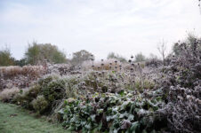 Expert Advice: 9 Tips for a Moody Winter Garden