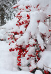 Winterberry 101: Native Berries to Brighten Winter