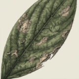 Plant Health Troubleshooting Guide – Identify Problems Early. Fix Them Fast. Grow with Confidence.